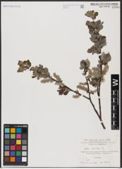 Foto von Salix aurita L.
